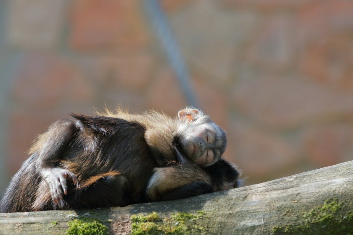 Обезьяна в зоопарке