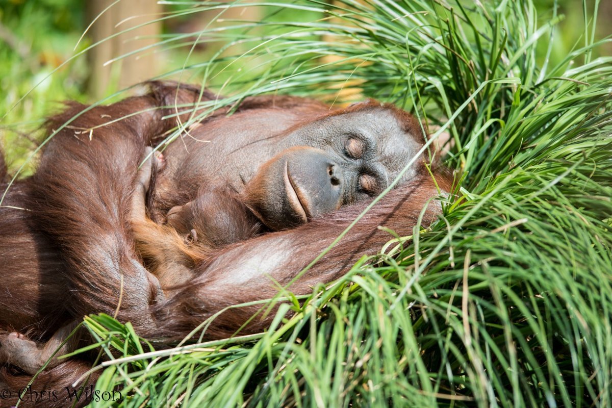 Обезьяна спит