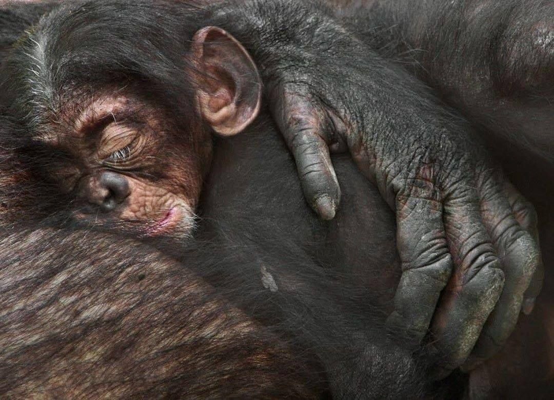 Шимпанзе National Geographic