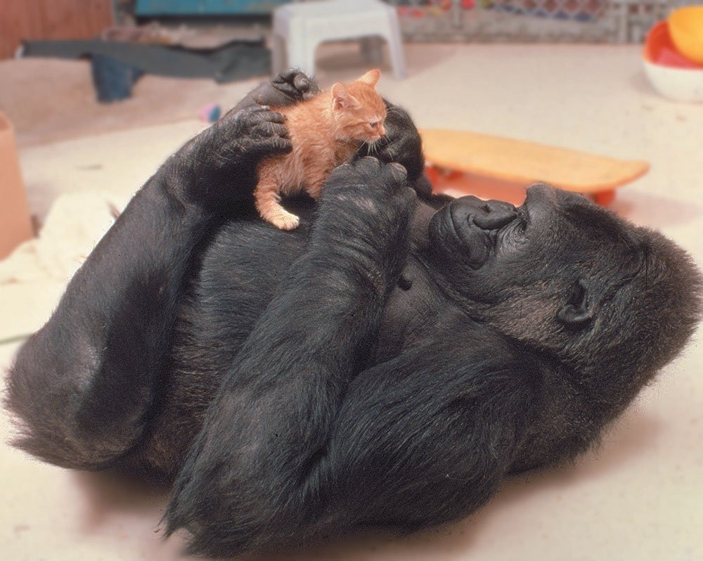 Горилла Коко и котята