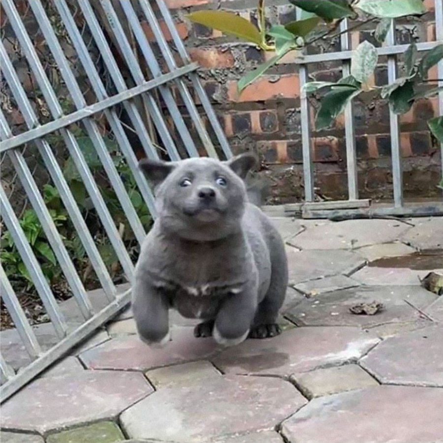 Порода куцехвостый хмонг Котопес