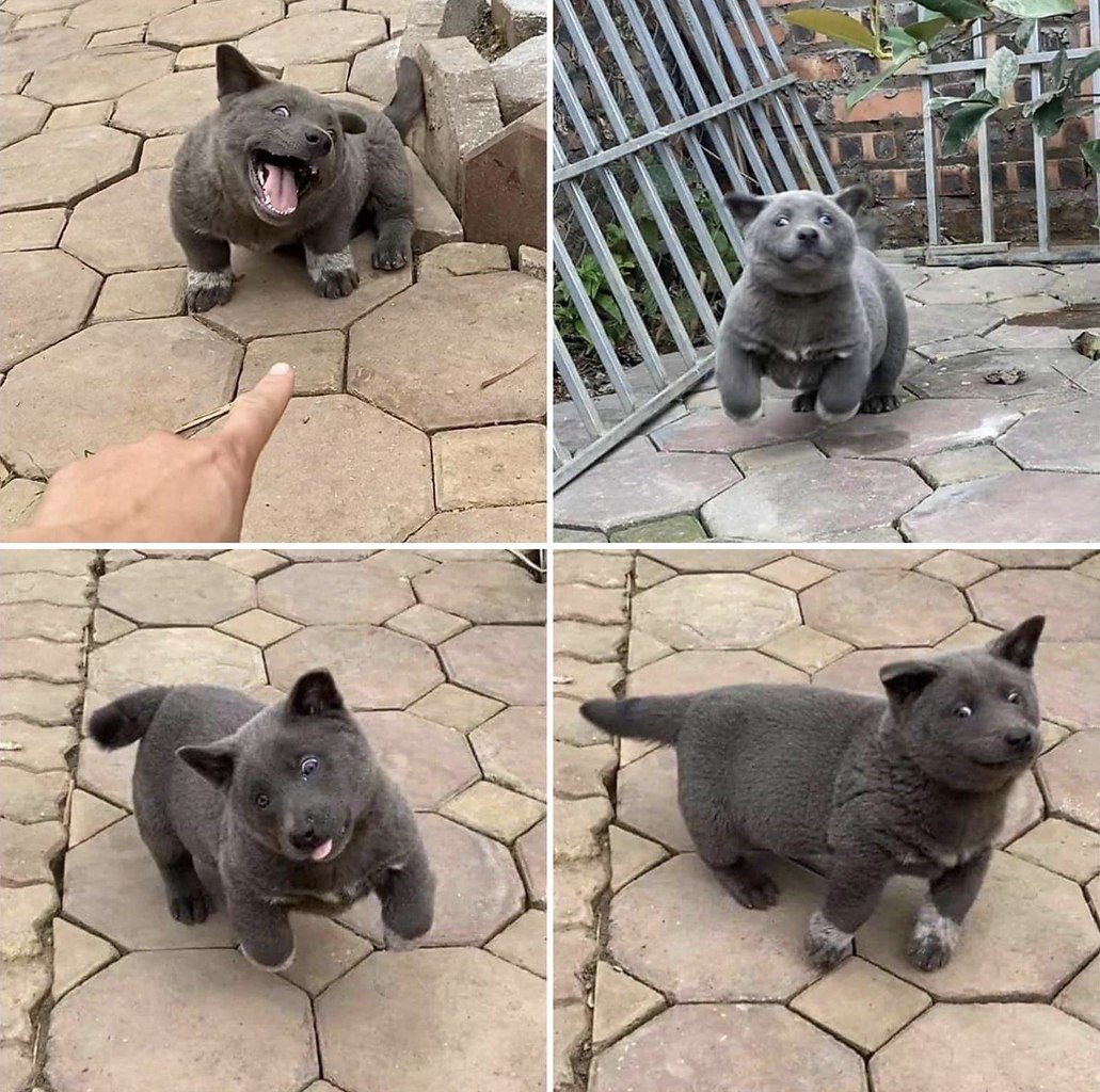 Вьетнамская порода собак хмонг