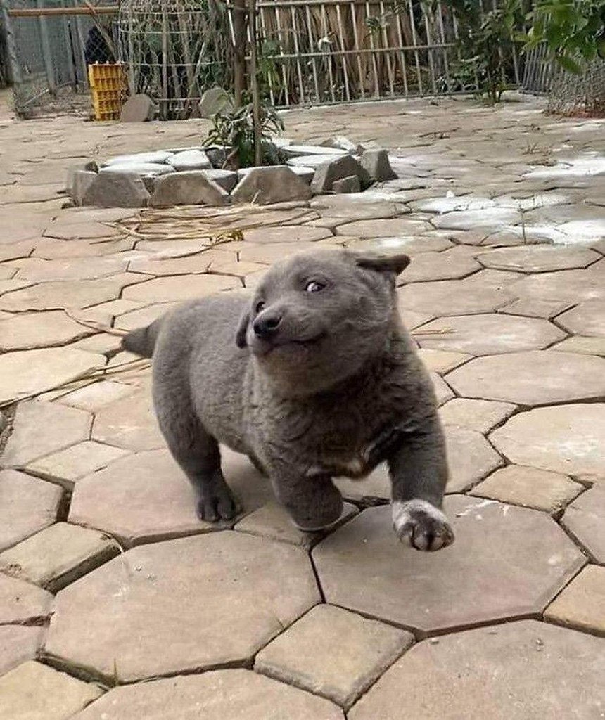 Порода куцехвостый хмонг