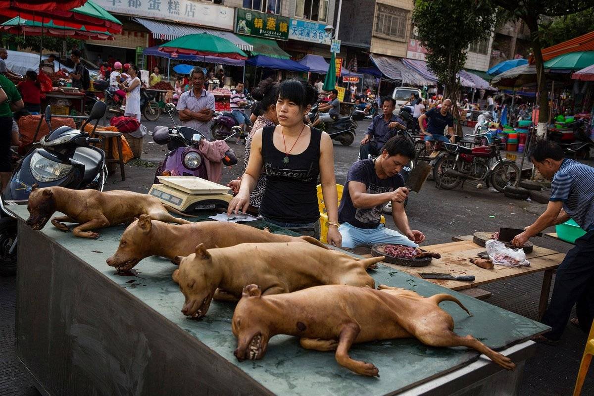 Фестиваль китайцев собак Юлин