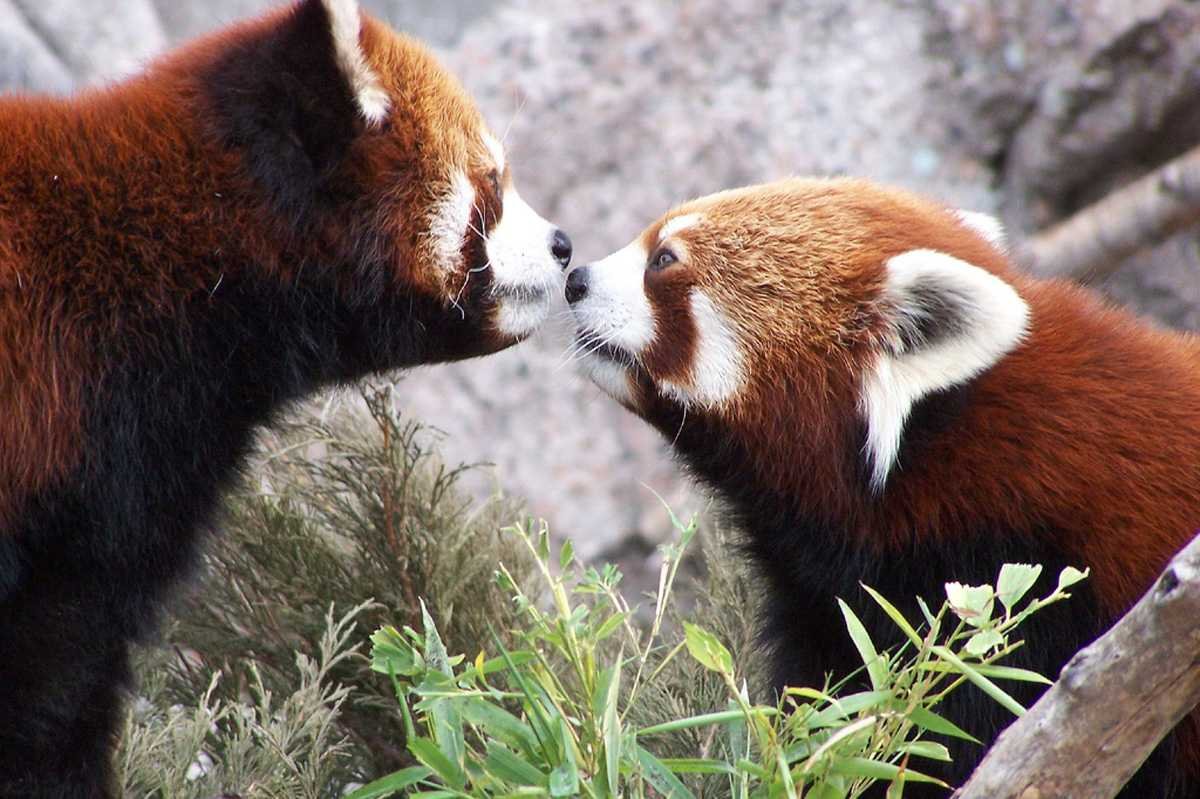 Малой панды (Ailurus Fulgens)