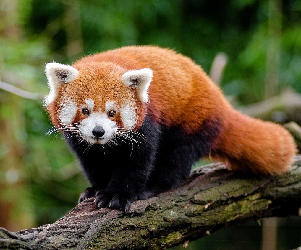 Красная Панда