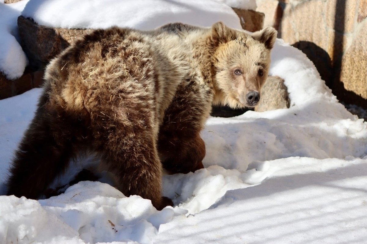 Спячка бурого медведя
