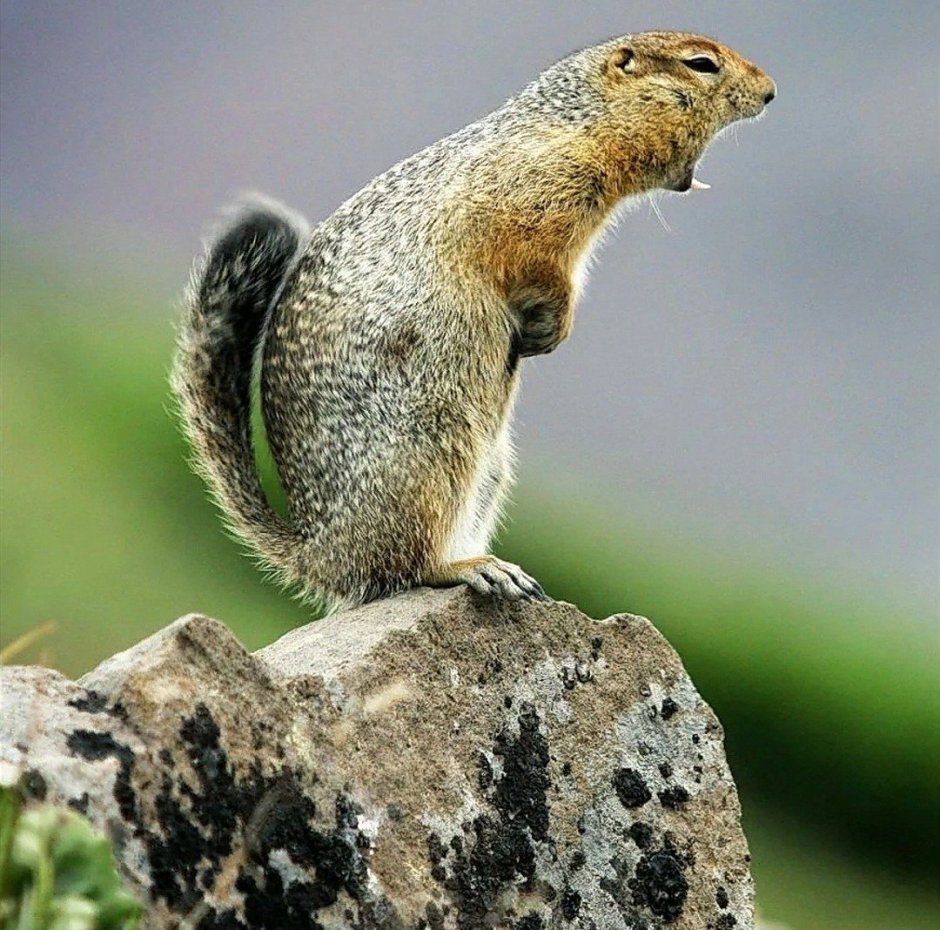 Длиннохвостый сурок