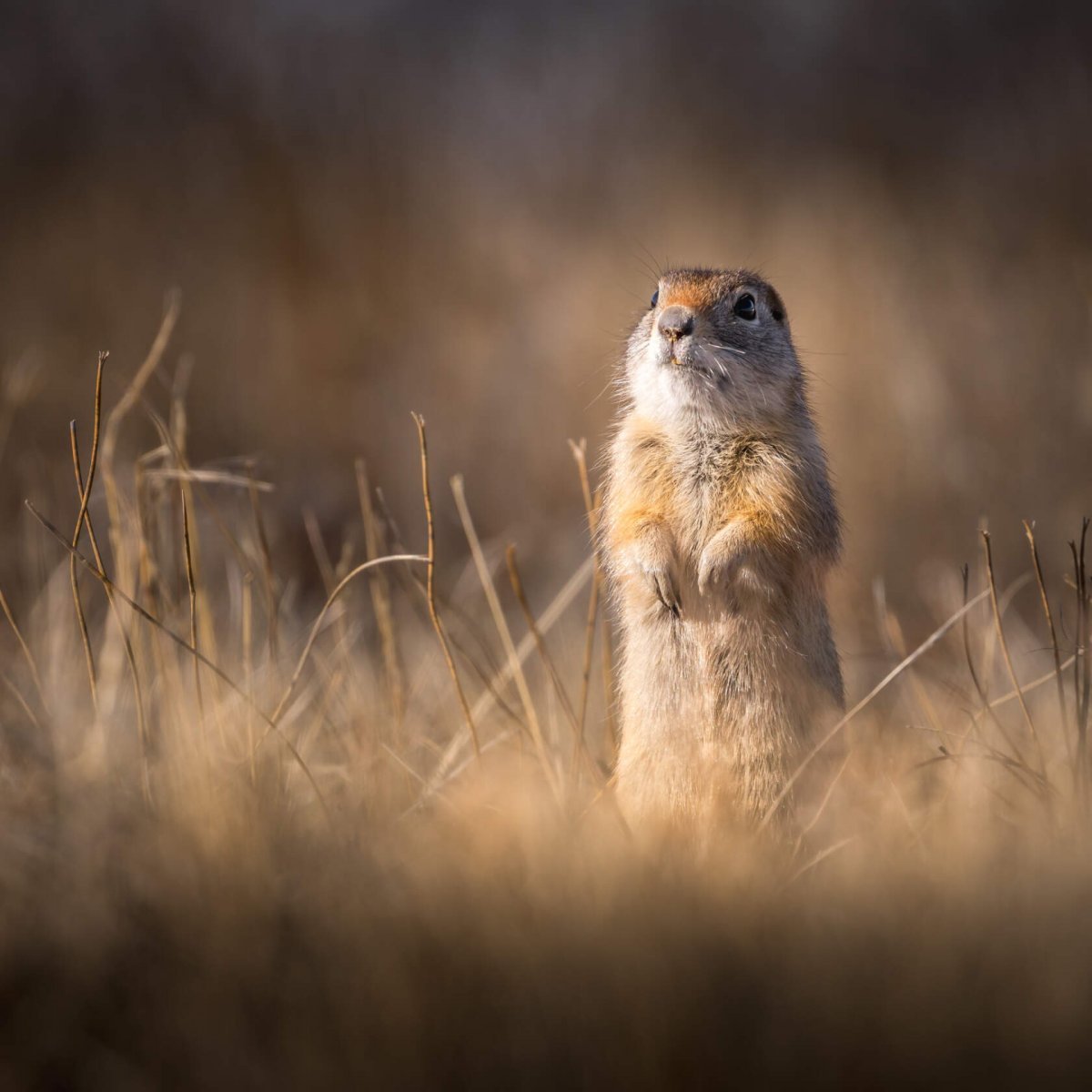 Мокрый суслик