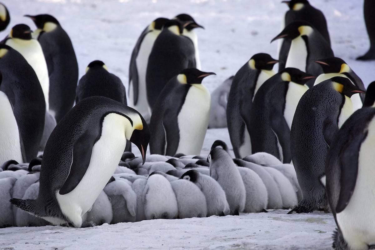 Королевские и императорские пингвины