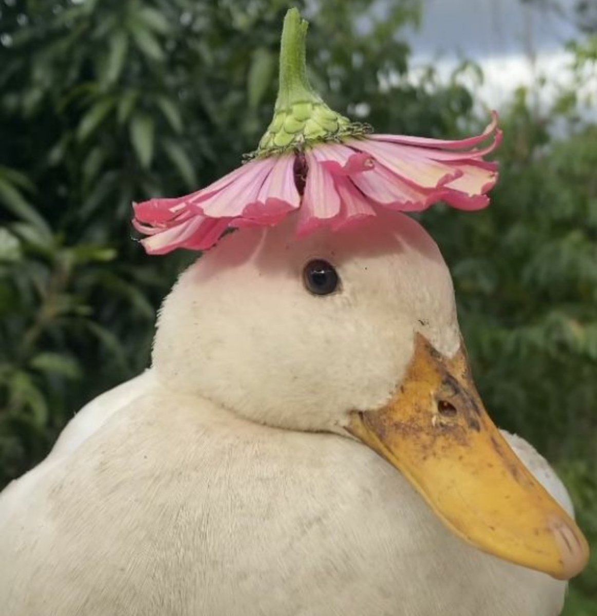 Милые утята со шляпками цветочек