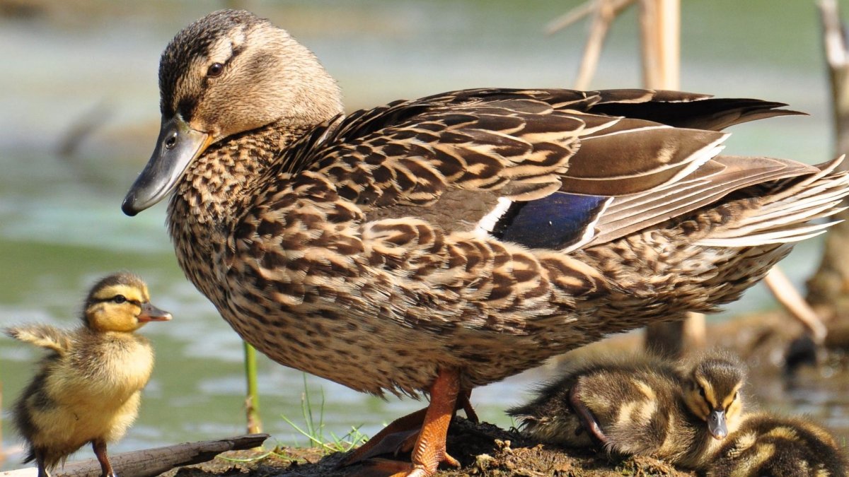 Желтоносая кряква