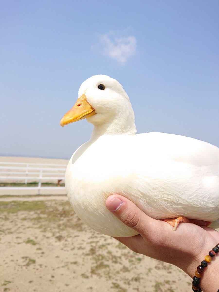 Утка белая утка селезень