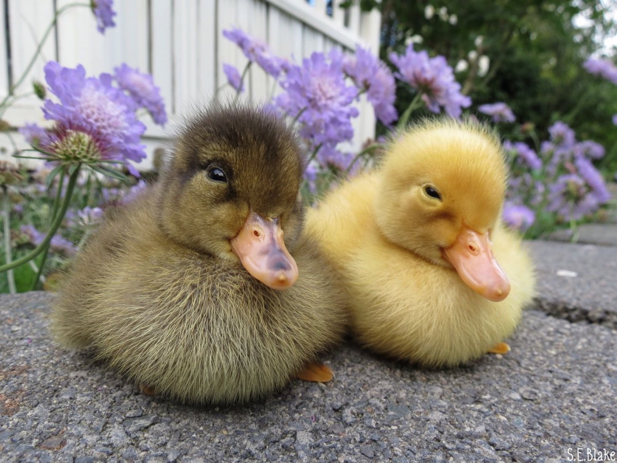 Милые утята