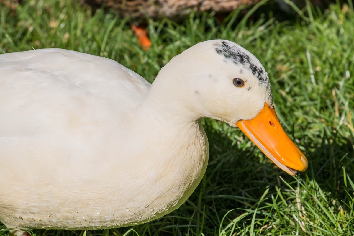 Важный Гусь картинки