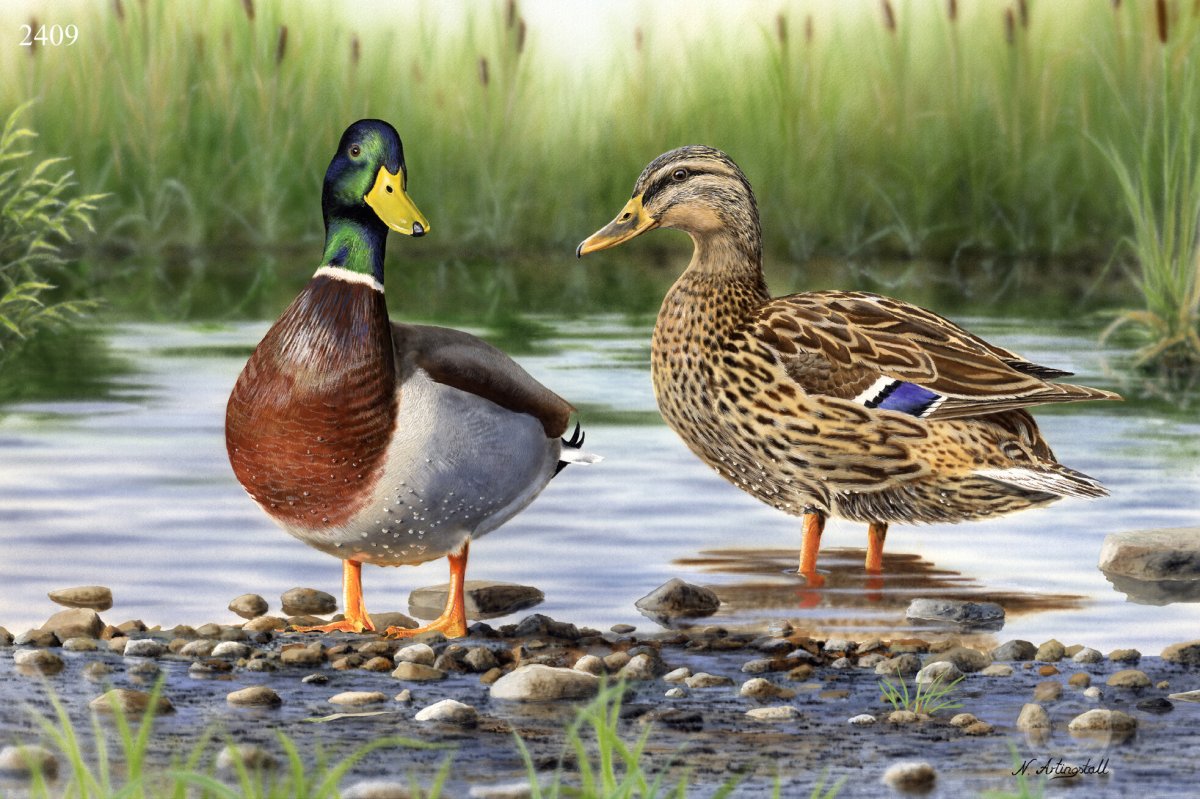 Дикая утка рисунок