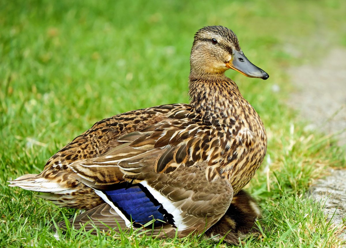 Породы уток кряква