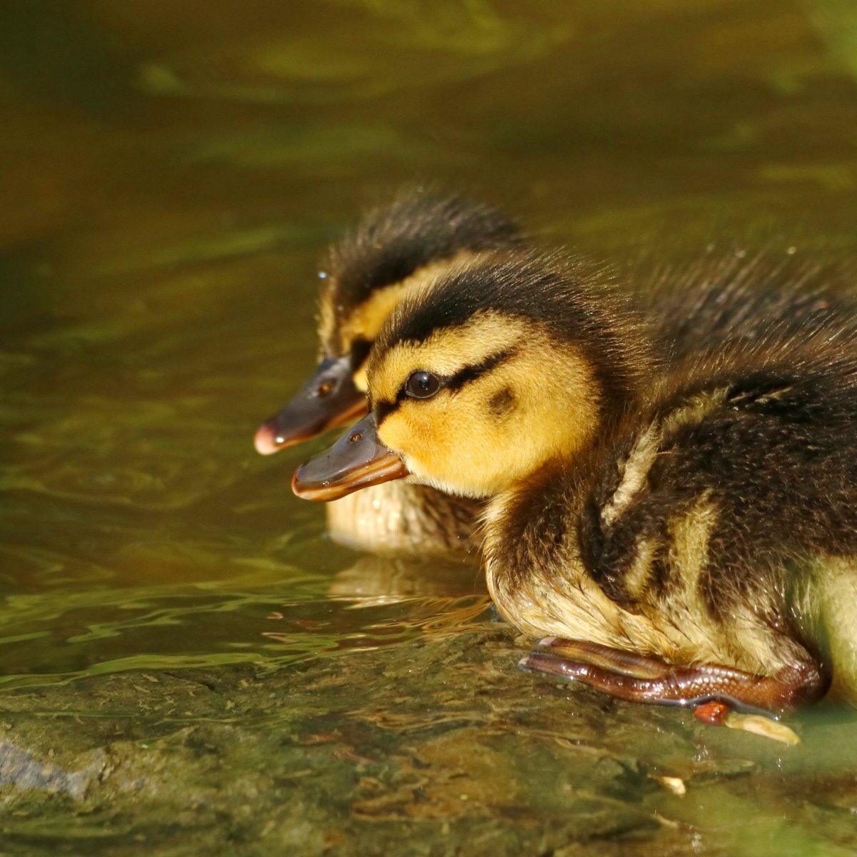 Полосатый утенок