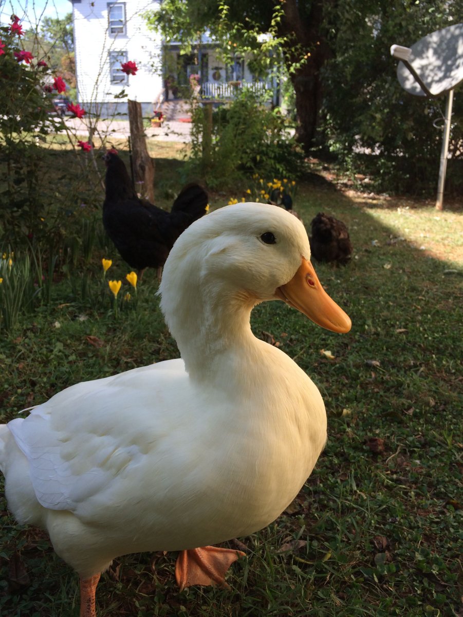 Гусь красавец