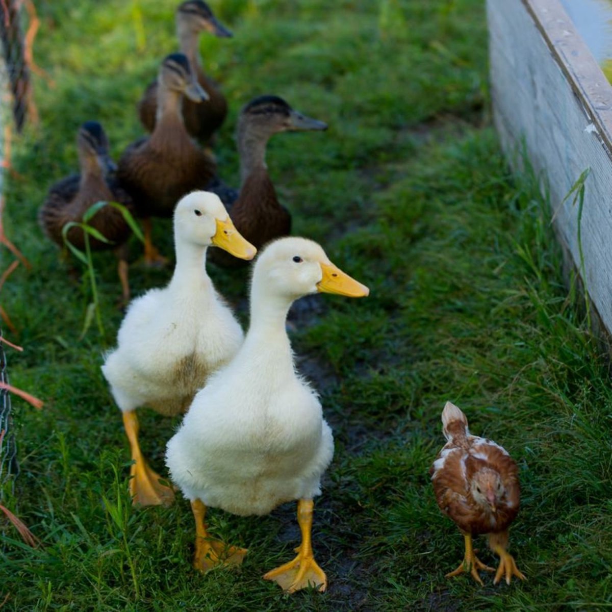 Красивые домашние утки