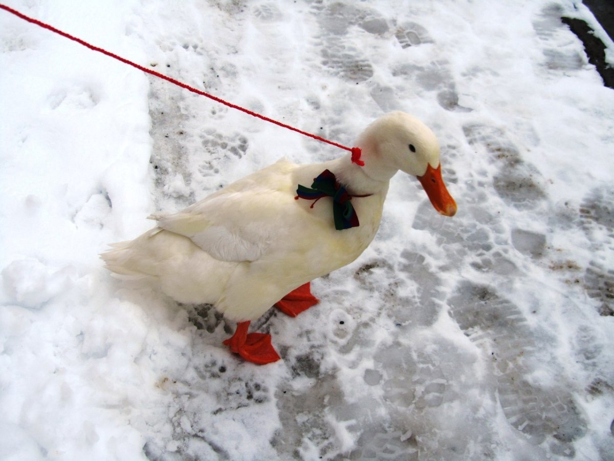 Утки в квартире