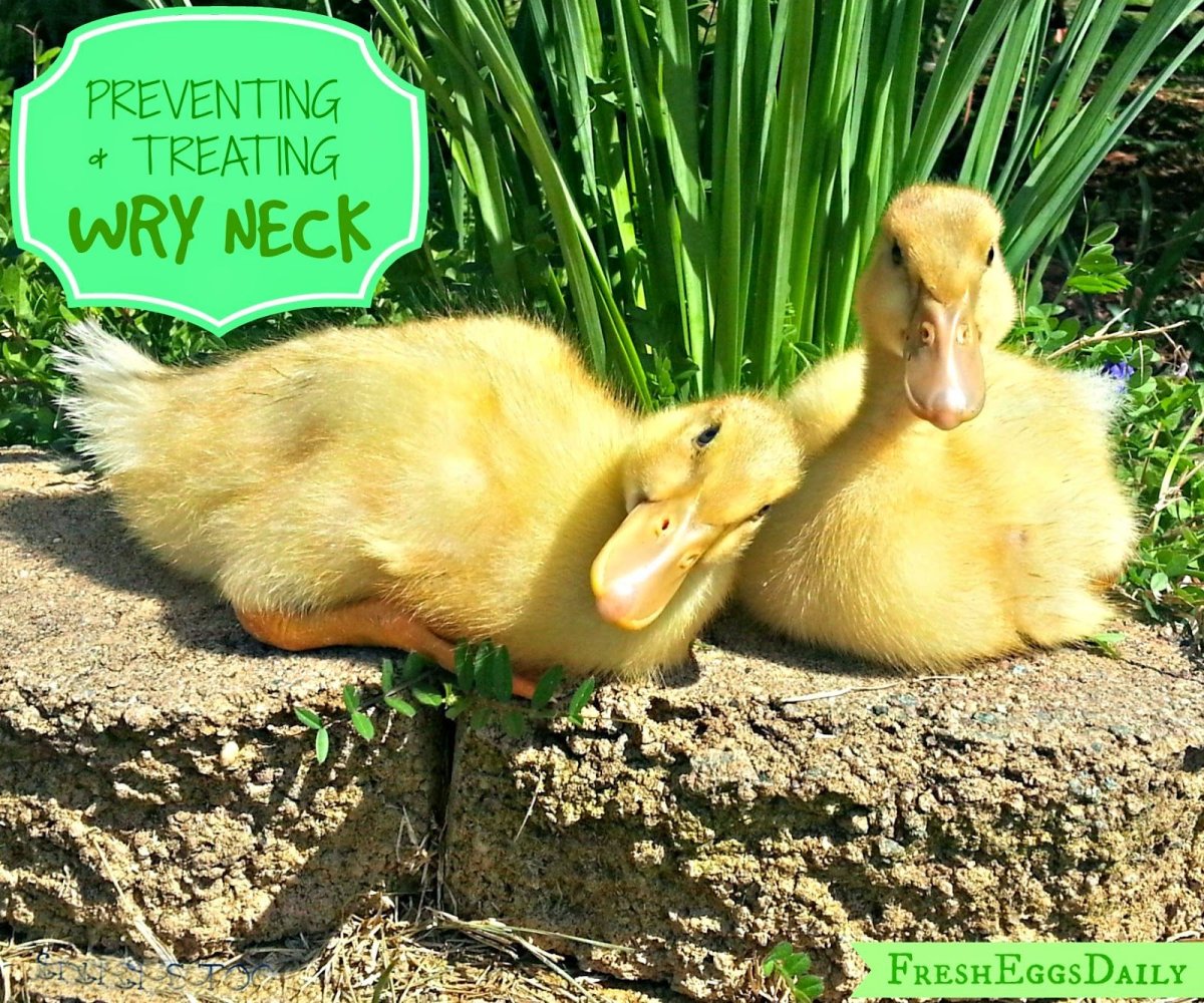 Утка домашняя