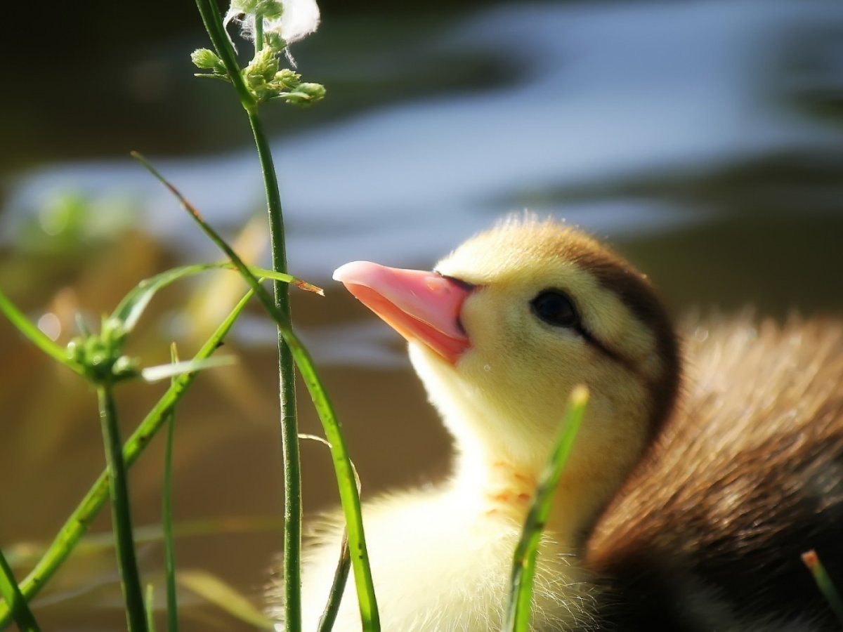 Милые животные уточка