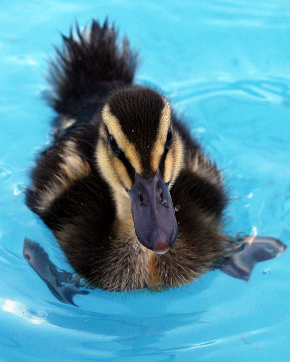 Домашнее животное утка