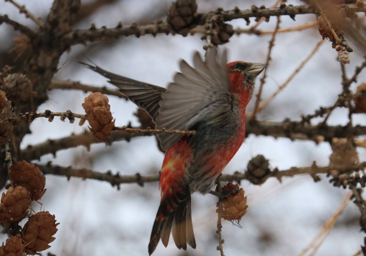 Клест аниме