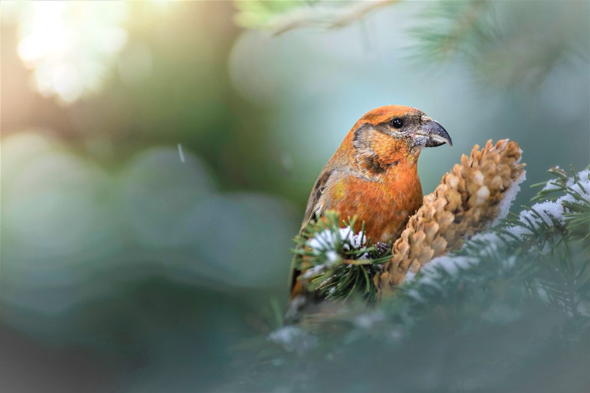 Птица Клест еловик