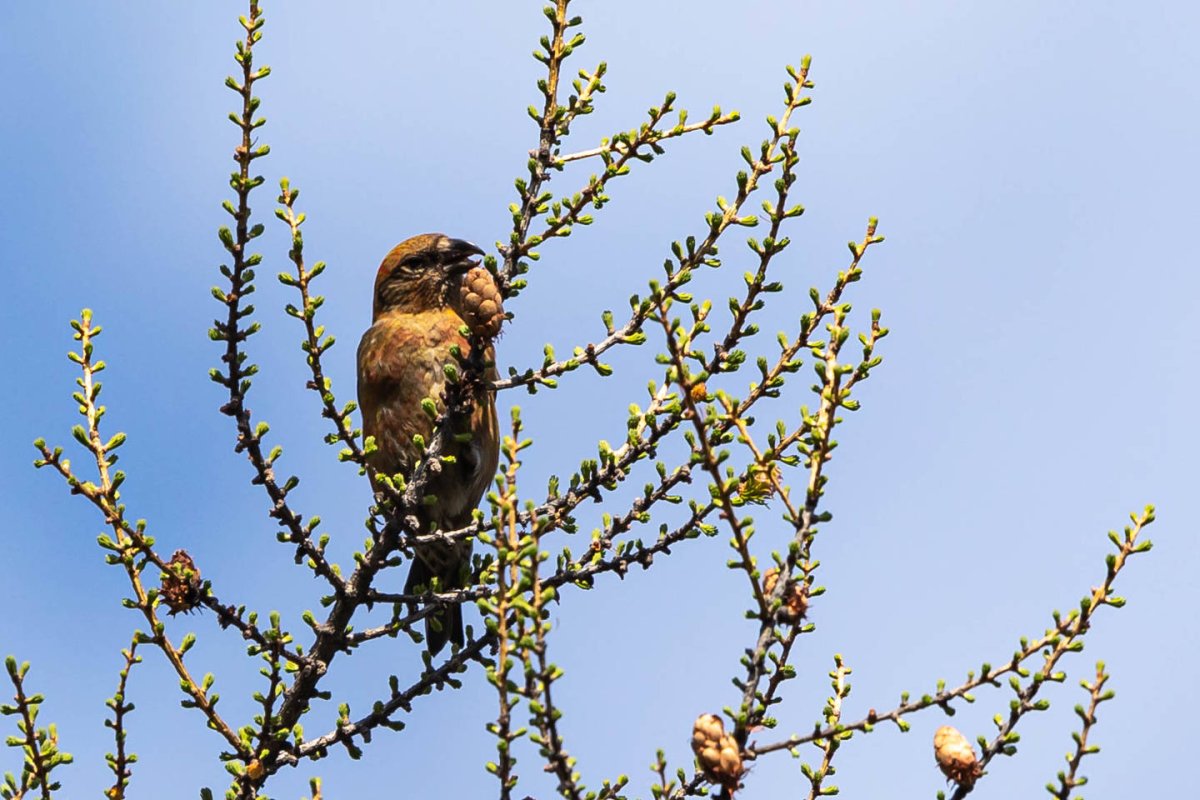 Пеночка Зарничка в Забайкалье