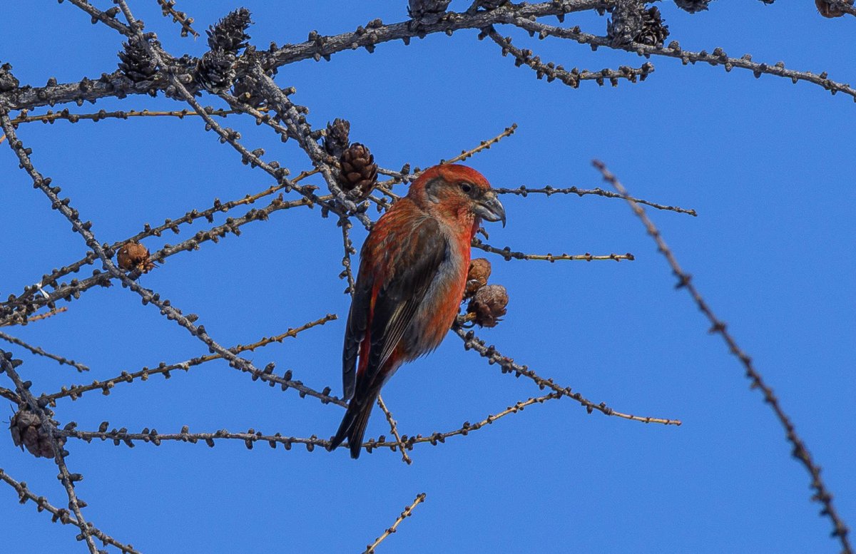 Клёст в Приднестровье