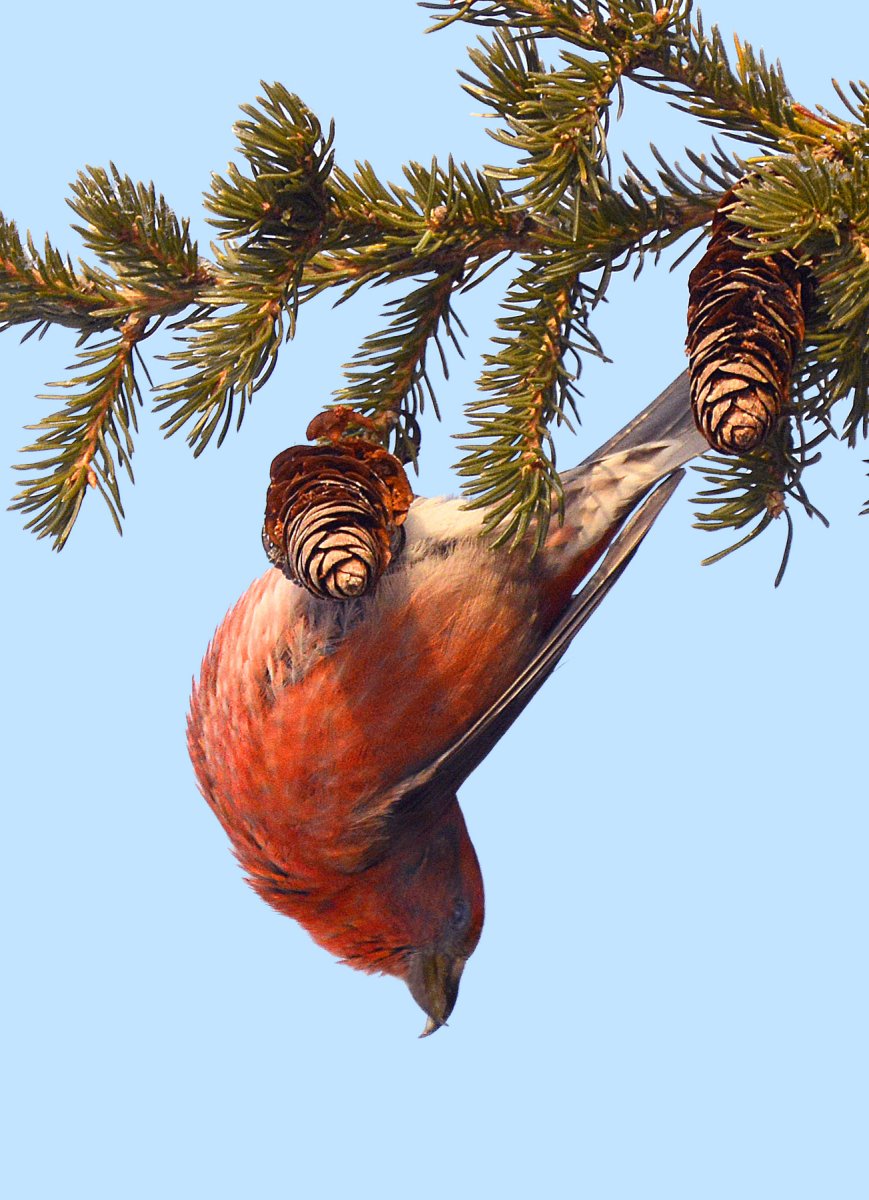 Птица Клест на белом фоне