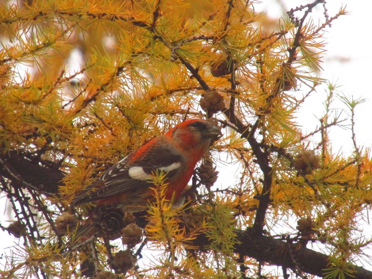 Клёст-еловик зимой