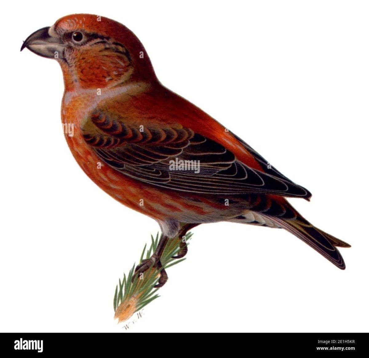 Клёст птица для детей