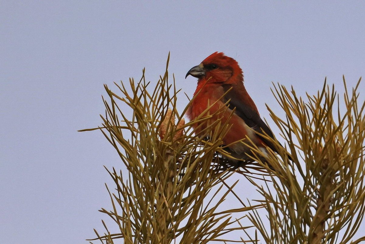 Обыкновенный клёст еловик