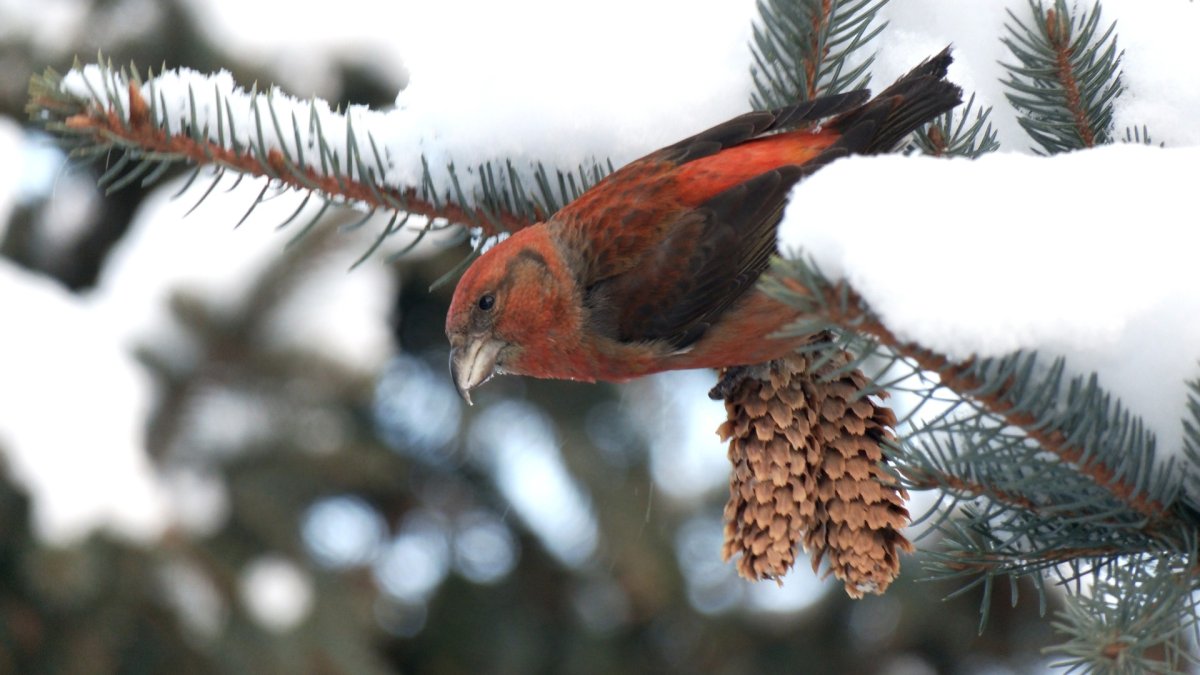 Клест птица мумия