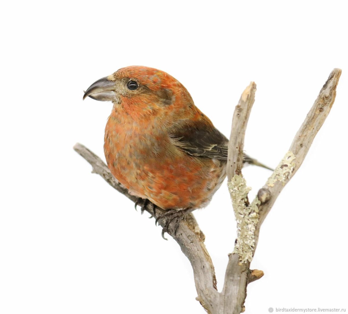 Клёст-еловик и клёст-Сосновик