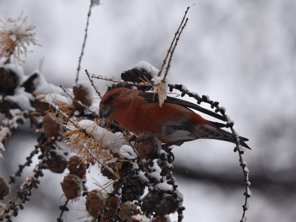 Клёст-еловик зимой