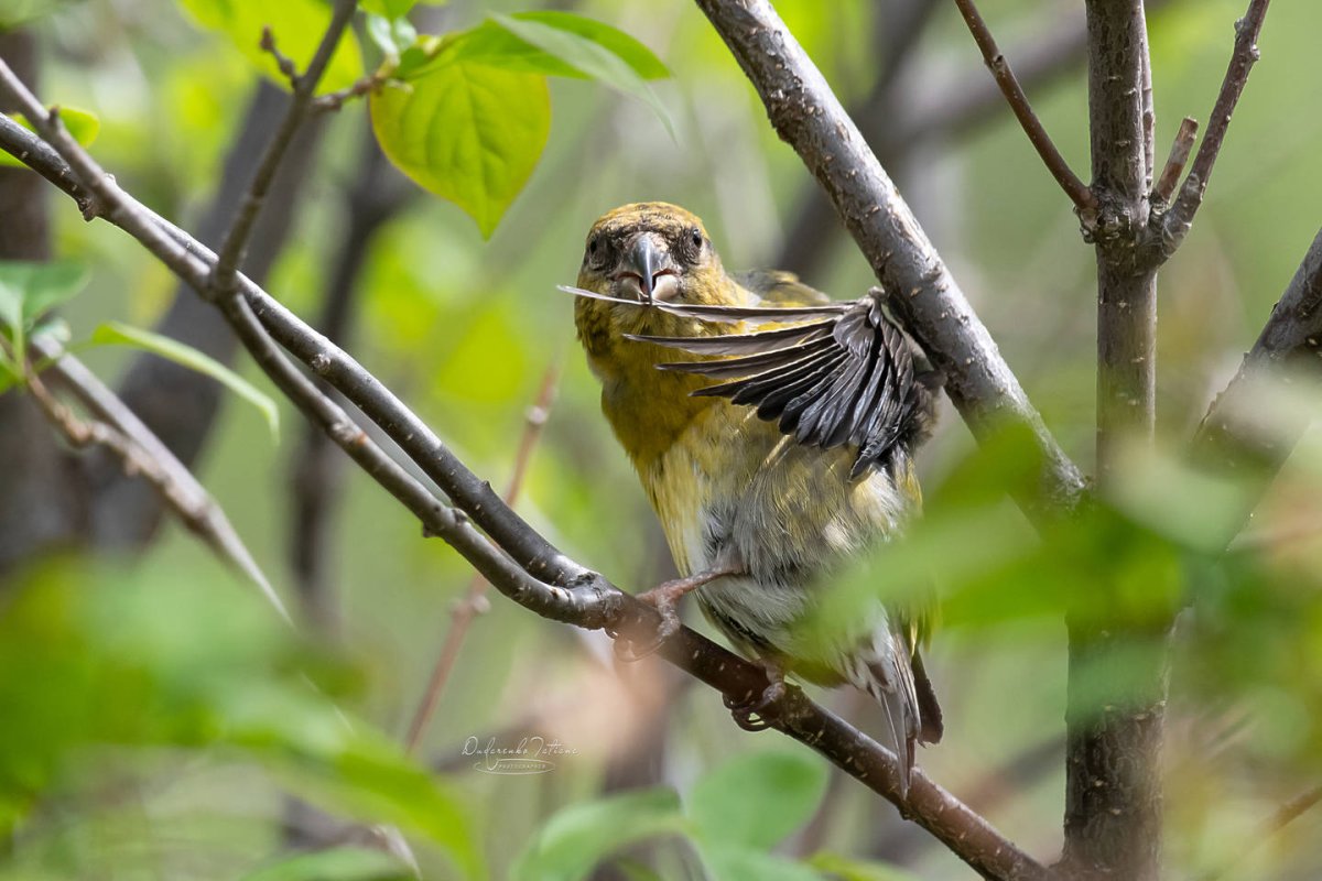 Спящие воробьи