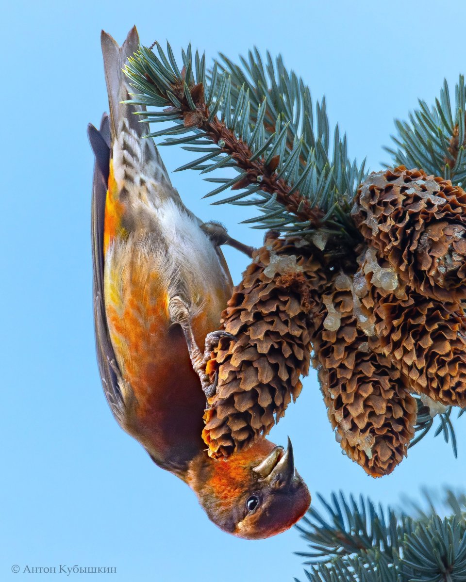 Клюв клеста