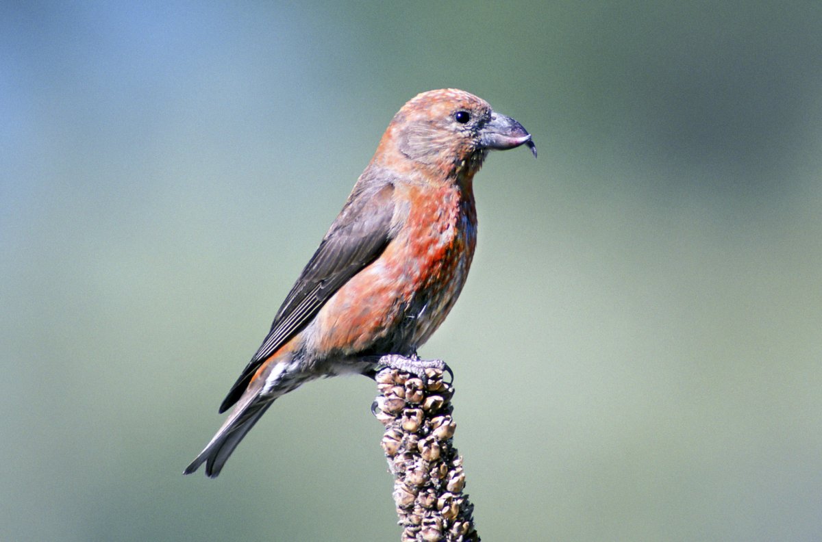 Клёст-еловик зимой