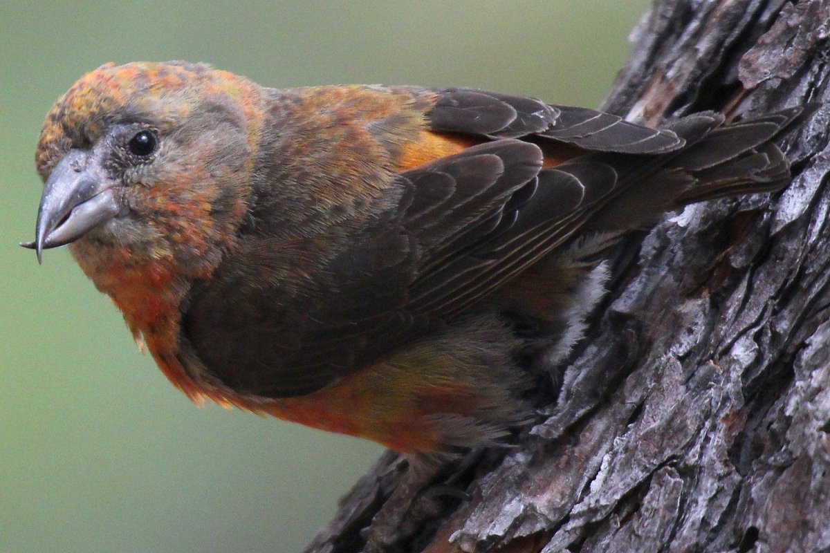 Клест Крестонос