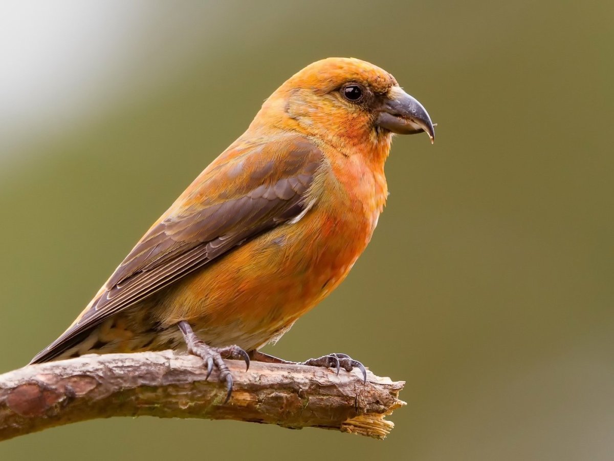 Клест картинка для детей