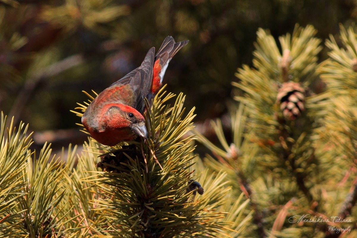 Клест Крестонос птица