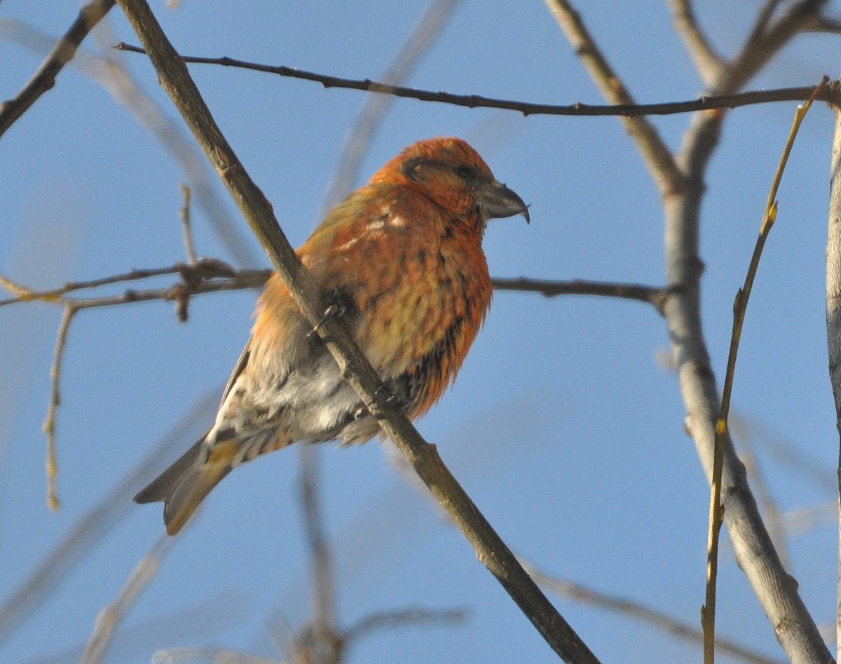 Клёст-еловик зимой