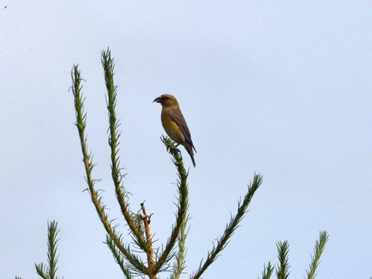 Птицы Забайкальского края