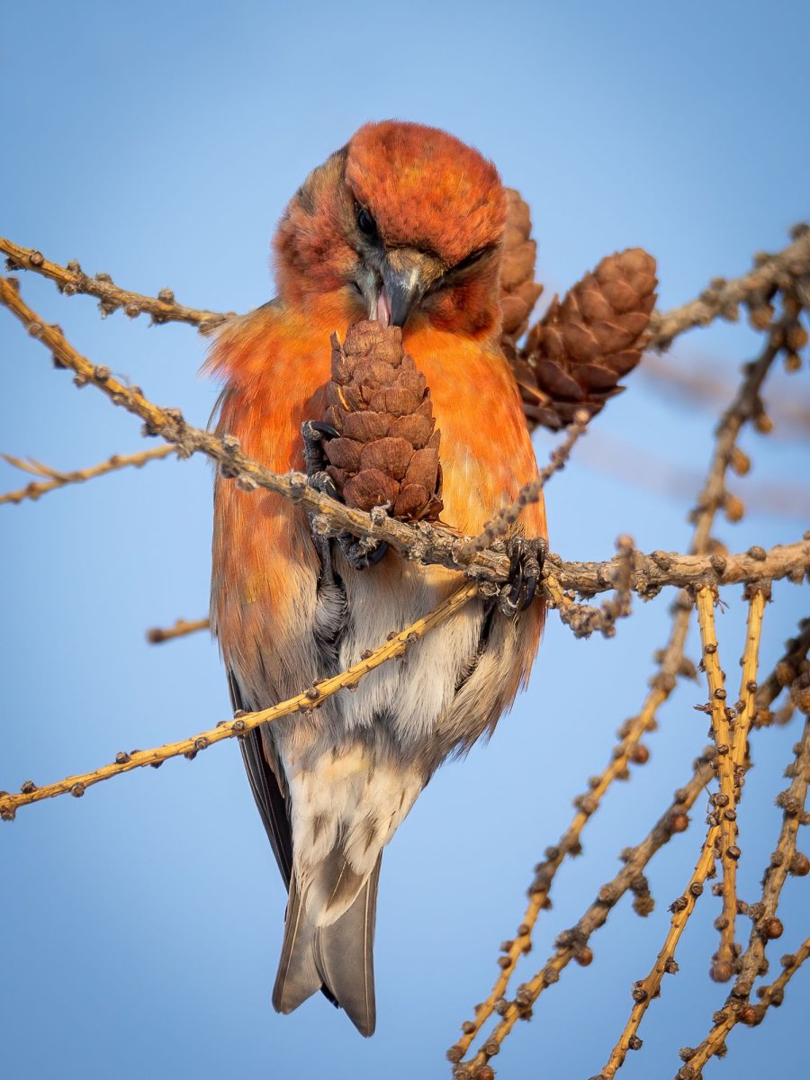 Птица Клест еловик