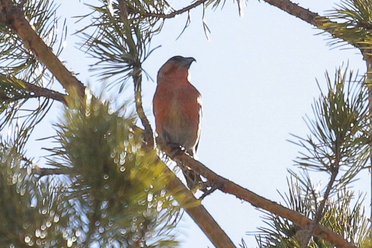 Клест с хохолком