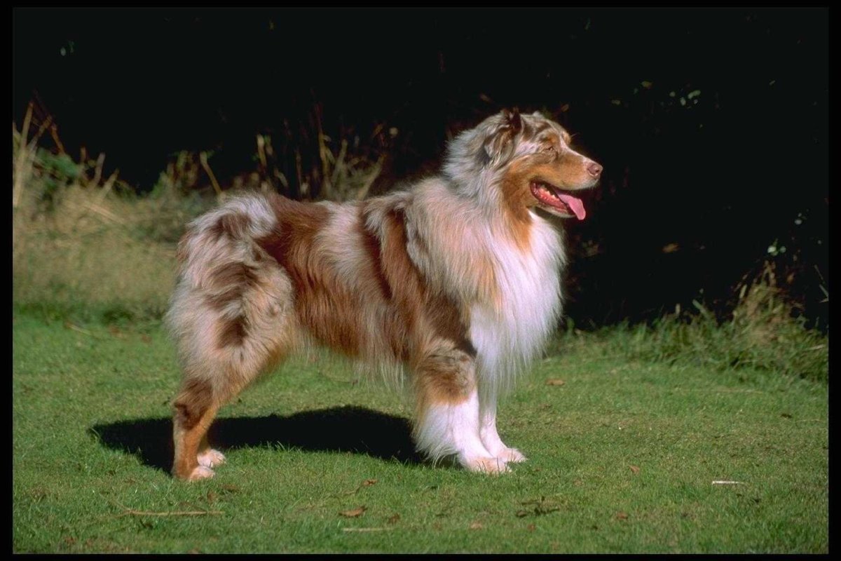 Австралийская бесхвостая овчарка